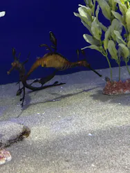 サンシャイン水族館に投稿された画像（2026/9/6）