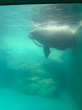 大分マリーンパレス水族館 「うみたまご」に投稿された画像（2026/9/6）