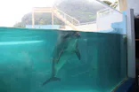 下田海中水族館に投稿された画像（2026/9/6）
