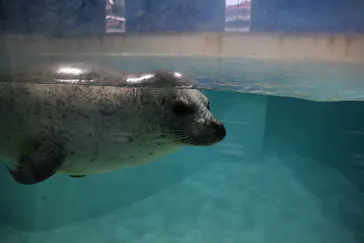 下田海中水族館に投稿された画像（2026/9/6）
