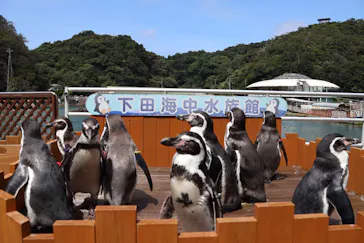 下田海中水族館に投稿された画像（2026/9/6）