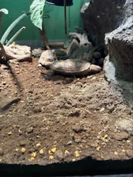 サンシャイン水族館に投稿された画像（2026/9/6）