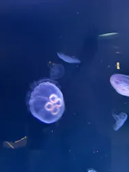 サンシャイン水族館に投稿された画像（2026/9/6）