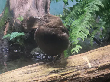 アクアマリンいなわしろカワセミ水族館に投稿された画像（2026/9/6）