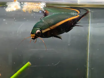 アクアマリンいなわしろカワセミ水族館に投稿された画像（2026/9/6）
