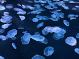 すみだ水族館に投稿された画像（2026/9/6）