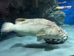 名古屋港水族館に投稿された画像（2026/9/6）