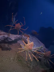 名古屋港水族館に投稿された画像（2026/9/6）