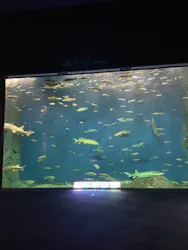 サケのふるさと 千歳水族館に投稿された画像（2026/9/6）