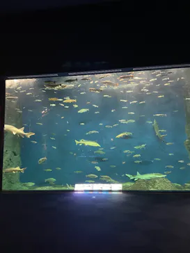 サケのふるさと 千歳水族館に投稿された画像（2026/9/6）