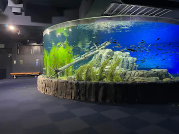 サケのふるさと 千歳水族館に投稿された画像（2026/9/6）