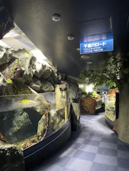 サケのふるさと 千歳水族館に投稿された画像（2026/9/6）