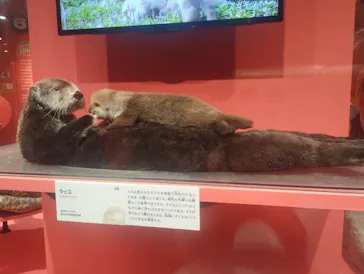 特別展「いきもの超ワールド展　国立科学博物館×ダーウィンが来た！」（国立科学博物館）に投稿された画像（2026/9/6）