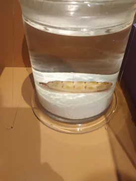 特別展「いきもの超ワールド展　国立科学博物館×ダーウィンが来た！」（国立科学博物館）に投稿された画像（2026/9/6）