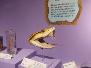 特別展「いきもの超ワールド展　国立科学博物館×ダーウィンが来た！」（国立科学博物館）に投稿された画像（2026/9/6）