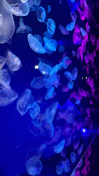 名古屋港水族館に投稿された画像（2026/9/6）