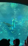 新江ノ島水族館に投稿された画像（2026/9/6）