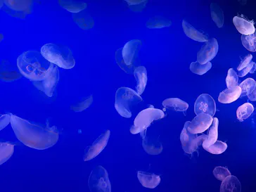 新江ノ島水族館に投稿された画像（2026/9/6）