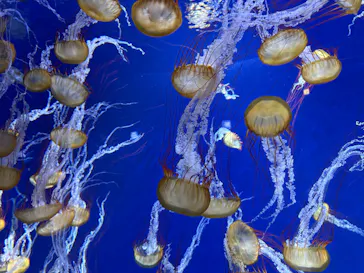 新江ノ島水族館に投稿された画像（2026/9/6）