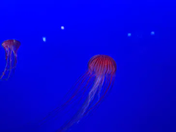 新江ノ島水族館に投稿された画像（2026/9/6）