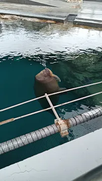 大分マリーンパレス水族館 「うみたまご」に投稿された画像（2026/9/6）