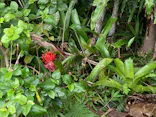 美らヤシパークオキナワ・東南植物楽園に投稿された画像（2026/9/6）