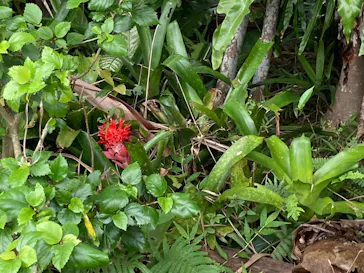 美らヤシパークオキナワ・東南植物楽園に投稿された画像（2026/9/6）