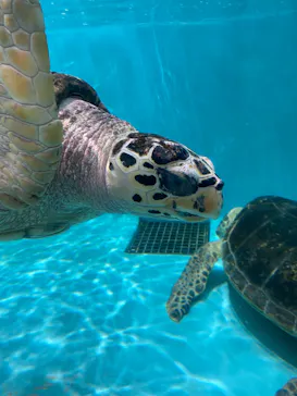 仙台うみの杜水族館に投稿された画像（2026/9/6）