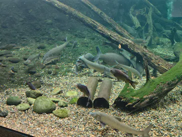 世界淡水魚園水族館　アクア・トトぎふに投稿された画像（2026/9/6）