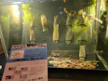 すさみ町立エビとカニの水族館に投稿された画像（2026/9/7）