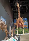 福井県立恐竜博物館に投稿された画像（2026/9/7）