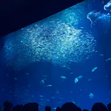 アクアワールド茨城県大洗水族館に投稿された画像（2026/9/7）