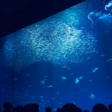 アクアワールド茨城県大洗水族館に投稿された画像（2026/9/7）