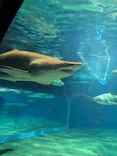 アクアワールド茨城県大洗水族館に投稿された画像（2026/9/7）