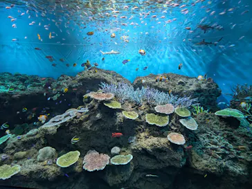 アクアワールド茨城県大洗水族館に投稿された画像（2026/9/7）