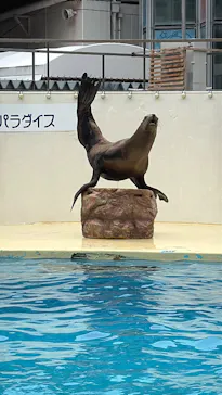 伊豆・三津シーパラダイスに投稿された画像（2026/9/7）
