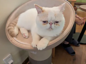 猫カフェモカ　池袋東口店に投稿された画像（2026/9/7）