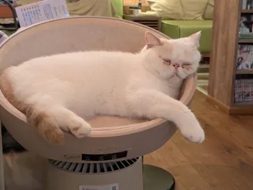 猫カフェモカ　池袋東口店に投稿された画像（2026/9/7）