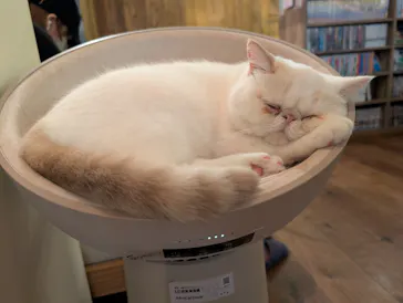 猫カフェモカ　池袋東口店に投稿された画像（2026/9/7）