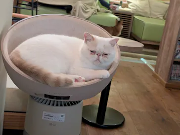 猫カフェモカ　池袋東口店に投稿された画像（2026/9/7）