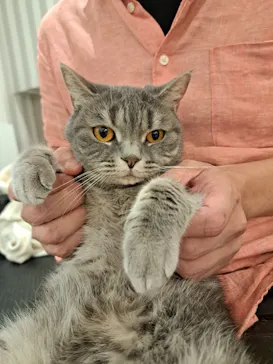 猫カフェモカ　アルシェ大宮店に投稿された画像（2026/9/7）
