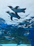 サンシャイン水族館に投稿された画像（2026/9/7）