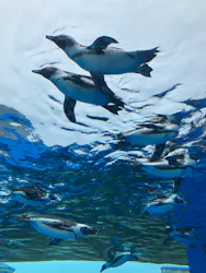 サンシャイン水族館に投稿された画像（2026/9/7）