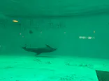 しながわ水族館に投稿された画像（2026/9/7）
