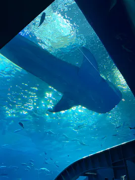 沖縄美ら海水族館に投稿された画像（2026/9/7）