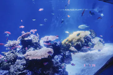 伊豆・三津シーパラダイスに投稿された画像（2026/9/7）