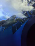しながわ水族館に投稿された画像（2026/9/7）