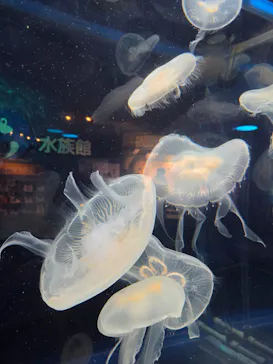 しながわ水族館に投稿された画像（2026/9/7）