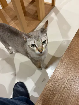 Cat Café MOFF コクーンシティさいたま新都心店に投稿された画像（2026/9/7）