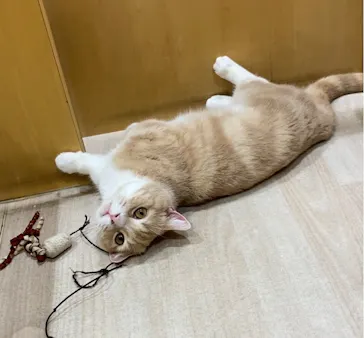 Moff animal cafe イオンモール成田店に投稿された画像（2026/9/7）